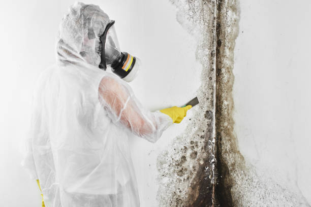 Office Mold Removal Services in Bonsall, CA