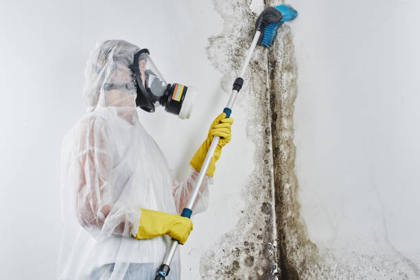Attic Mold Removal in Bonsall, CA