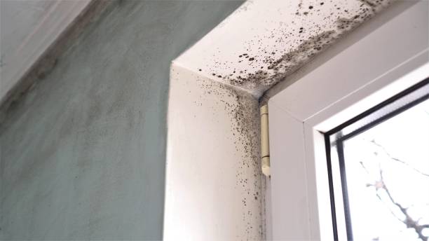Mold Removal and Inspection in Bonsall, CA