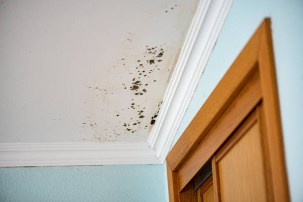 Best Certified Mold Removal  in Bonsall, CA