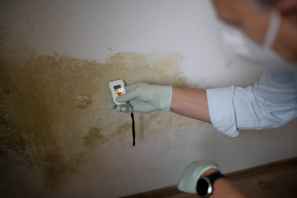 Best Mold Cleaning Services  in Bonsall, CA
