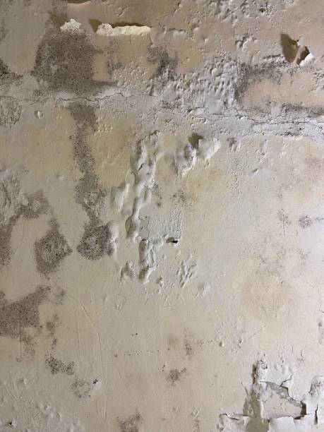 Best Mold Removal and Inspection  in Bonsall, CA