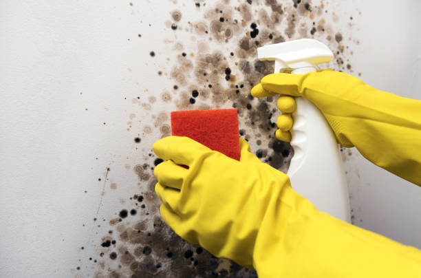 Best Residential Mold Removal  in Bonsall, CA