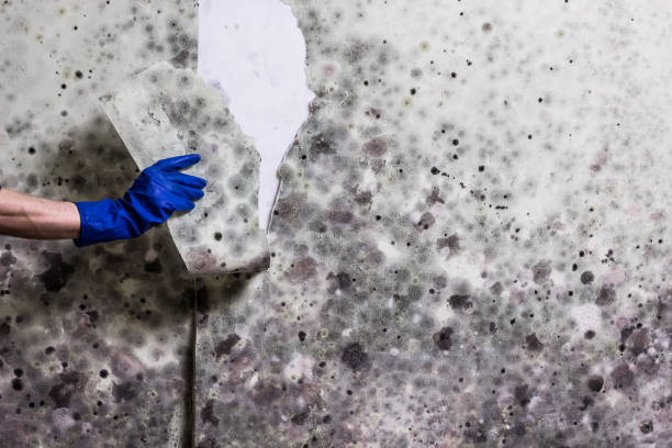 Best Mold Testing  in Bonsall, CA