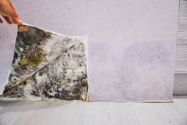 Certified Mold Removal in Bonsall, CA